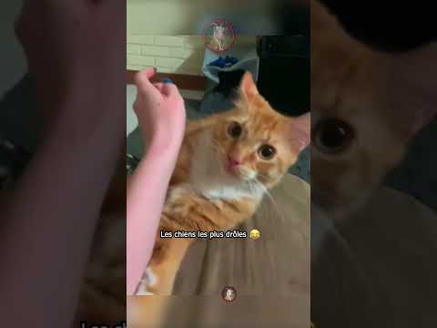 Les chats les plus drôles du net 😹🌐