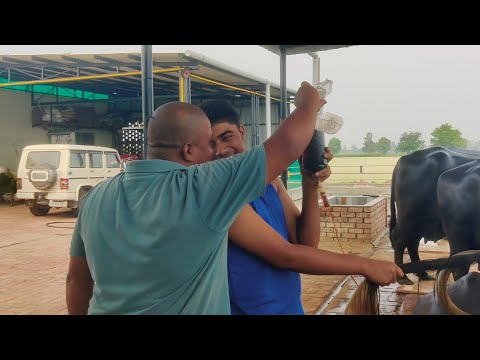 June 22, 2025 पशूओ के बच्चेदानी की सोजिश का सफल इलाज