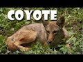Animal Fact Friday: Coyotes