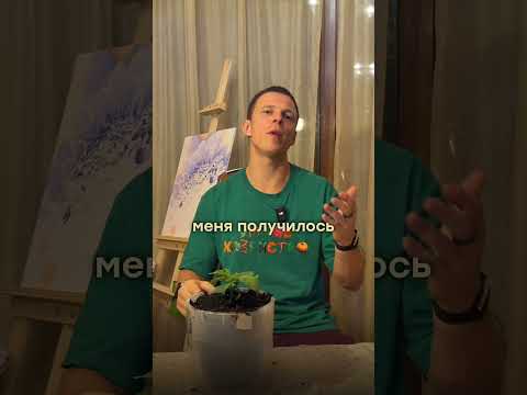 Можно ли вырастить огурцы без лампы #дача #огороднаподоконнике #сад