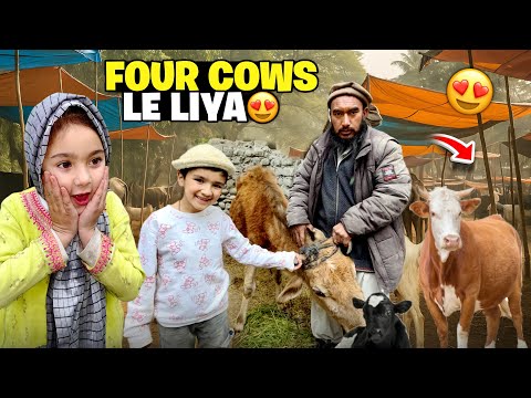 Alhamdulillah โค๏ธ 4 Cow Lelia Qurbani K Liye | Mandi Loot Li ๐