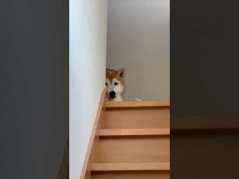 柴犬福の愛らしい表情と笑顔が楽しめる！兄の出迎えで見せるユーモラスなリアクション サムネイル