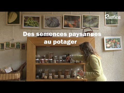 Variétés anciennes : des semences paysannes pour le potager