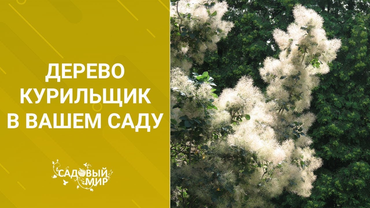 Очень красивый кустарник для вашего сада