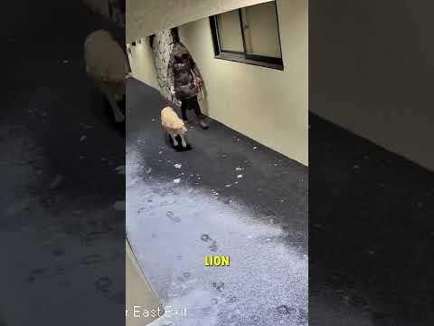 Mountain lion checks into hotel, chaos checks out! ?