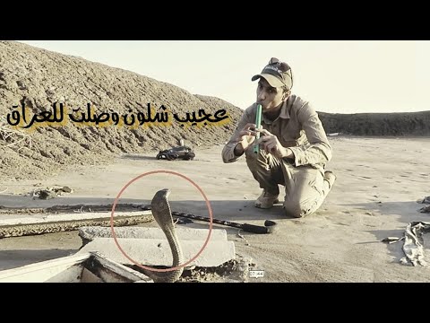 عجيب هاي الكوبرا الهنديه شلون دخلت للعراق /محمد الدرويش