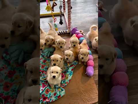 Beautiful Creatures Transformation! #animals #animallife #shorts