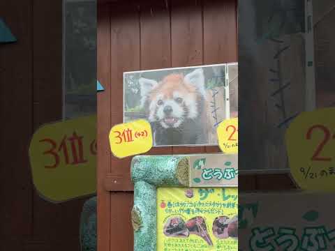 レッサーパンダデー特別イベントと推し投票結果について【大森山動物園2025年】 サムネイル