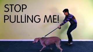 How to teach a dog to outlet stop pulling on the leash