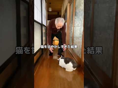 甘やかしすぎた結果だよね、おデブになっちゃったの☺️ #猫 #おじいちゃんと猫 #shorts