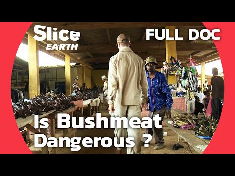 YouTube video thumbnail: Wildlife Viruses in Gabon: The Hidden Risks of Bushmeat Consumption