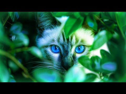&#128308; Best Relaxing Cat Compilation with Peaceful Music for Deep Sleep &amp; Meditation | Beat Insomnia Now