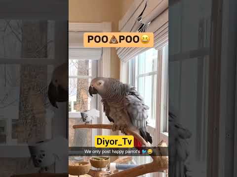Polite Parrots Вежливые попугаи Tarbiyali To'tiqushlar #smat #pets #funny #birds #talkingparot
