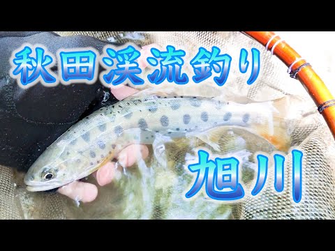 【秋田渓流釣り】濁り&増水の秋田県旭川を釣査!
