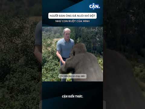 Người đàn ông đã nuôi khỉ đột như con ruột của mình #xuhuong #shorts #viral #khampha #kienthuc