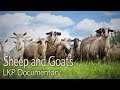 Understanding Sheep and Goats: Historical and Spiritual Insights