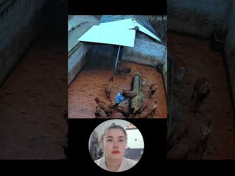 omg#goat #shortvideo #anmals