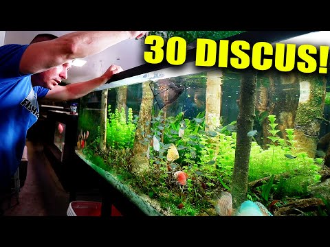 The 700 gallon gets the 30 discus!! The king of DIY
