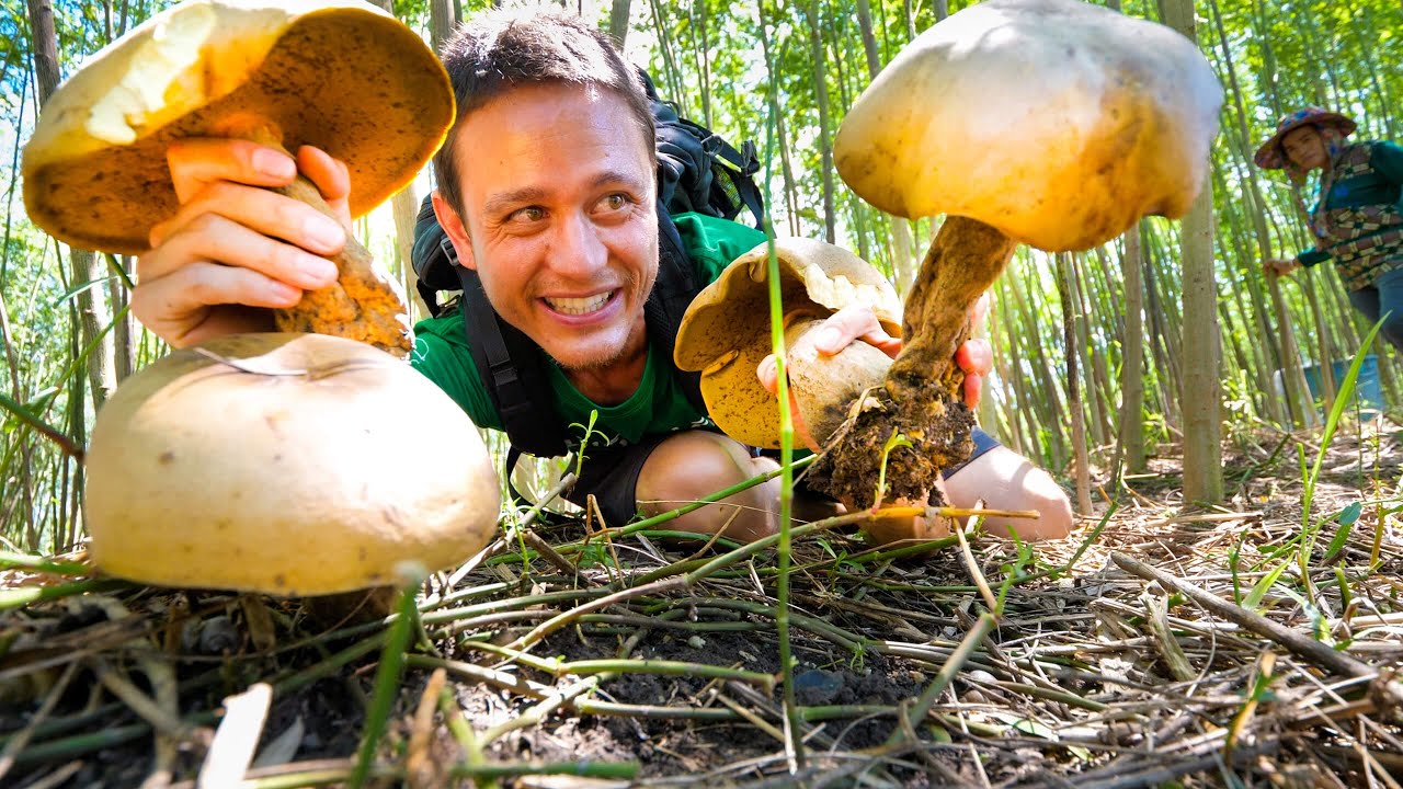 Head-Sized MUSHROOMS! Pick + Cook 3 Ways - LOCAL FOOD DELICACY!