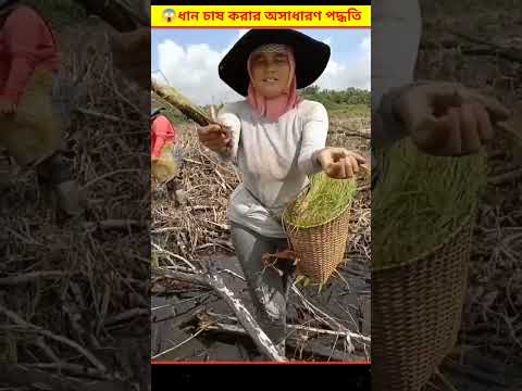 😱 থাইল্যান্ডের লোকেরা এভাবে ধান চাষ করে কেন দেখে অবাক | Rice Farming Bangla