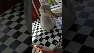Only Good Seagulls Get Salmon...