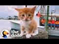 Marlin the Cat's Adventures