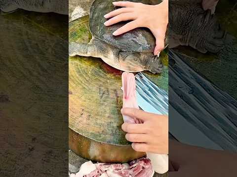 Tortoise's favorite meat | #akfunn  #shortsvideo #intresting
