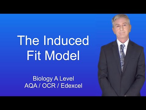 A Level Biology Revision “The Induced Fit Model of Enzyme Action”
