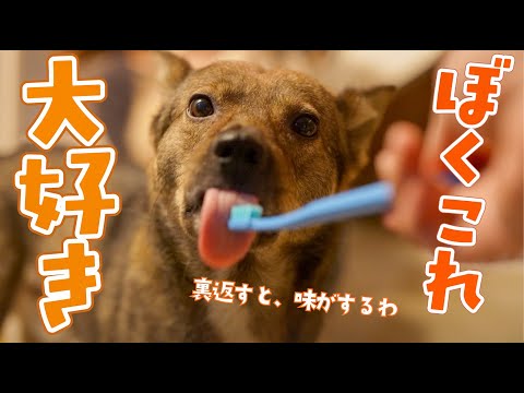今日も歯磨き粉が大好物なチャーリーです。