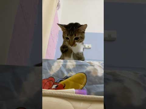 猫の動画サムネイル - fight with imaginary enemy#dinocattutu#cat