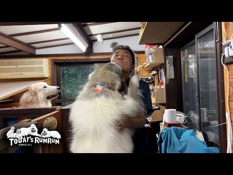 退屈な犬舎待機から解放されはしゃぐアランとベルとリリーです　Great Pyrenees　グレートピレニーズ