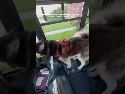 Party Dawgz Morning Pickup