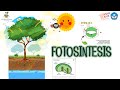 Kuis Proses Fotosintesis