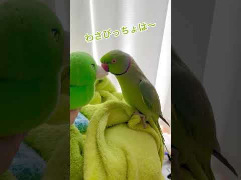 わさびっちょは〜「みっ…」決めゼリフ失敗で おちこむ #わさびっちょ #おしゃべりインコ