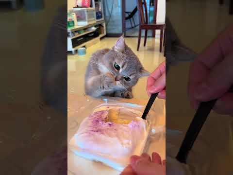 What's that you're eating? I'll try it. Is it good? #cuteanimals #cat #shorts #kitten #kitty #funny
