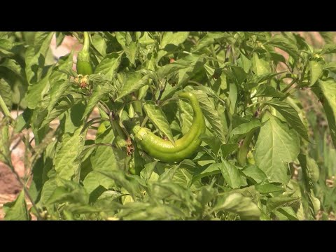 YouTube video thumbnail: New Mexico Chile Association: Crop Looks Good but There Were Challenges