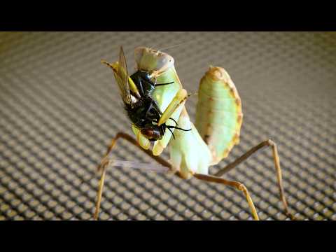 Giant Asian Praying Mantis Eating a Fly (AI podcast)