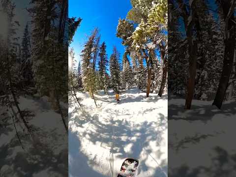 Woods & friends! 🏂 #snowboard #snowboarding #explore #winter #fyp #foryourpage #snow #shorts