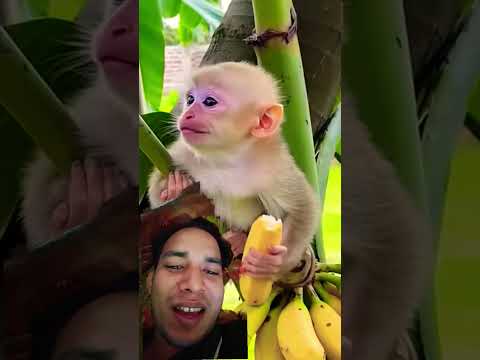 #viral#monkey#banana#eatig#shortsvideo