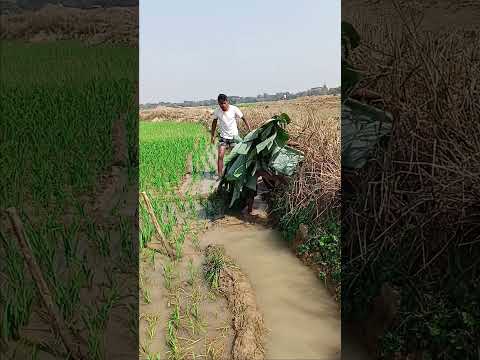 #Real #shortvideo #comedy #virelvideo #foryou