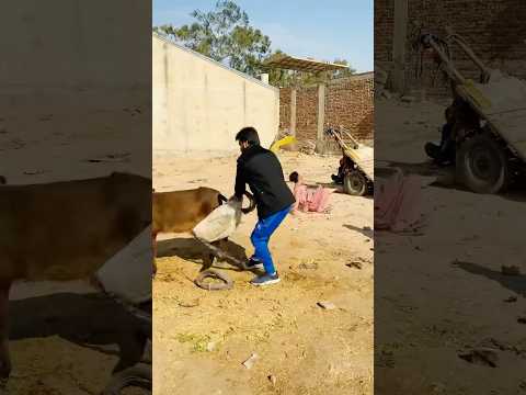 Doncky kick prank 😜👌 wait for end 😁 #funny #youtubeshorts #comedy #prank #short