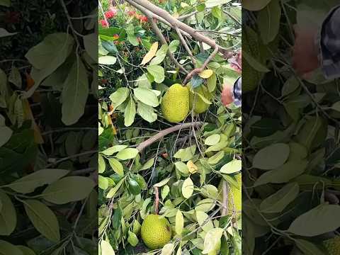 Cangkokan bibit buah nangka yang kecil sudah berbuah #nangka #shorts