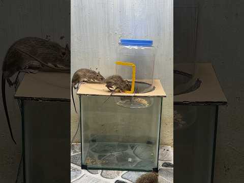 Best home mouse trap/best rat trap plastic bottle #rat #mousetrap #rattrap