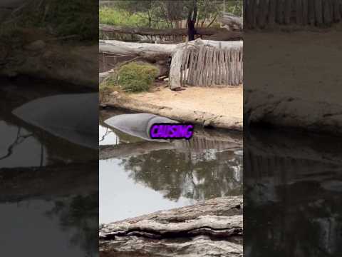 How Pablo Escobar’s Hippos Caused an Environmental Crisis in Colombia  #hippo #hippoday #facts