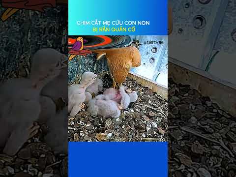 CẬN CẢNH QUÁ TRÌNH RA ĐỜI CỦA SÓC CON @123TV66