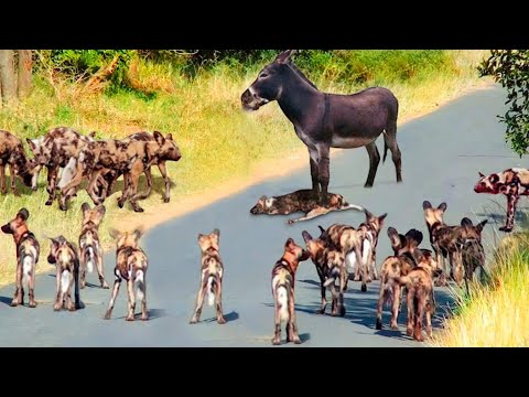 أشرس معارك عالم الحيوان والتي انتصرت بها حيوانات ضعيفة على الحيوانات المفترسة !!!