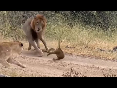 male lion attacking the lion cub protect by  mother lion video