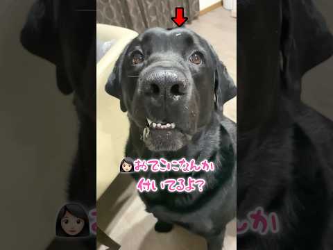 おっちょこちょいな黒ラブくん♡ #ラブラドールレトリバー #大型犬 #shorts