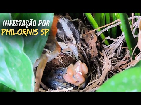 Tico tico alimentando filhote de Chupim severamente parasitado por Philornis sp !!