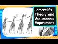 Weismann's Experiment and Natural Selection